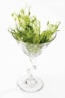 Pea shoots in a glass on white background — Stock Photo