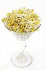 Radish sprouts in glass — Stock Photo