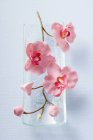 Top view of stem with pink orchids on glass dish — Stock Photo