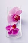 Вид сверху на вырезанные фиолетовые орхидеи на стеклянной тарелке — стоковое фото