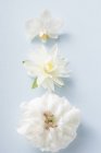 Крупним планом вид з трьох різних білих квітів на синій поверхні — стокове фото