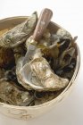 Frische Austern mit Algen — Stockfoto