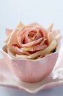Closeup view of one cut rose in pink bowl on saucer — Stock Photo