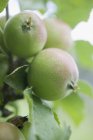 Unripe green apples — Stock Photo