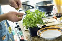 Closeup view of hands picking basil leaves from potted plant — Stock Photo