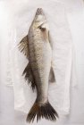 Fresh fish on parchment paper — Stock Photo