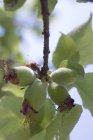 Closeup view of green almonds on plant branch — Stock Photo