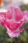Vista close-up de uma tulipa rosa — Fotografia de Stock