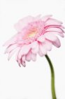 Вид крупным планом розового цветка герберы на белом фоне — стоковое фото