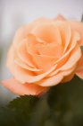 Closeup view of orange rose with leaves — Stock Photo