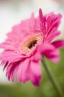 Vista de cerca de la flor de gerberas rosa - foto de stock