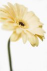 Closeup view of yellow gerbera flower on white background — Stock Photo