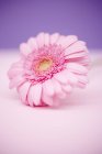 Вид крупным планом одного цветка герберы на розовой поверхности — стоковое фото