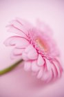 Vue rapprochée d'une fleur de gerbera sur la surface rose — Photo de stock