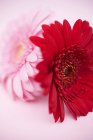 Vue rapprochée des gerberas rouges et roses sur la surface rose — Photo de stock