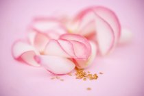 Вид крупным планом лепестков роз на розовой поверхности — стоковое фото