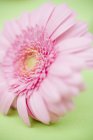 Primo piano vista di un fiore gerbera sulla superficie verde — Foto stock