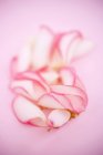 Вид крупным планом лепестков роз на розовой поверхности — стоковое фото
