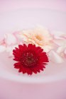 Closeup view of rose petals and gerbera in bowl of water — Stock Photo