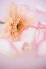 Vista close-up de pétalas de rosa e gerbera — Fotografia de Stock