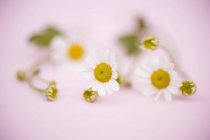 Closeup view of cut marguerites on pink surface — Stock Photo