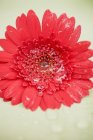 Vista close-up de flor de gerbera vermelho com gotas de água — Fotografia de Stock