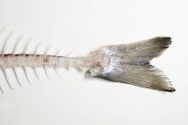 Huesos de pescado de trucha salmón - foto de stock