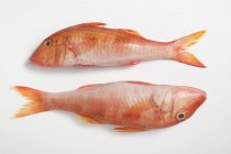 Fresh raw red mullet — Stock Photo