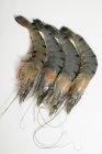 Crevettes tigrées crues — Photo de stock
