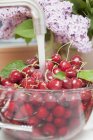 Cherries washed under running water — Stock Photo