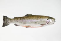 Trucha de salmón cruda sin cocer - foto de stock