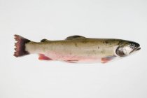 Trucha de salmón cruda sin cocer - foto de stock