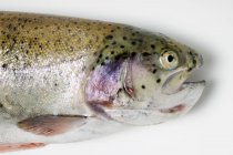 Сира неварена форель лосося — стокове фото