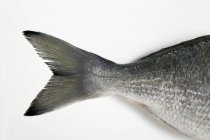 Fresh sea bream tail — Stock Photo