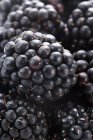 Спелые черные ягоды — стоковое фото
