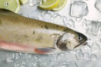 Trucha de salmón fresca - foto de stock