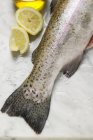 Truite saumon fraîche — Photo de stock