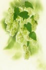 Closeup view of green sprig of hops with leaves — Stock Photo