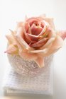 Крупним планом рожева троянда у вітровому світлі на білому рушнику — стокове фото