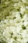 Vista de cerca de flores de hortensias blancas - foto de stock
