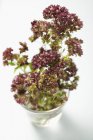 Thyme flowers in glass of water — Stock Photo