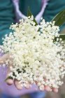 Close-up de mãos humanas segurando flores de ancião frescas — Fotografia de Stock