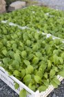 Lettuce seedlings in crates — Stock Photo