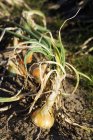 Closeup tilted view of onions in the ground — Stock Photo