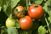 Fresh Ripe Tomatoes — Stock Photo