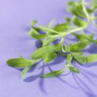 Nahaufnahme junger Lavendelblätter auf violetter Oberfläche — Stockfoto