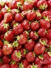 Fresh picked strawberies — Stock Photo