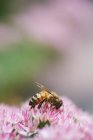 Polen de recolección de abejas - foto de stock