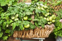 Grüne Tomatenpflanzen in einem Weidenkorb — Stockfoto
