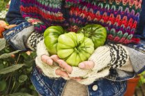 Weibliche Hände, die grüne Tomaten halten — Stockfoto